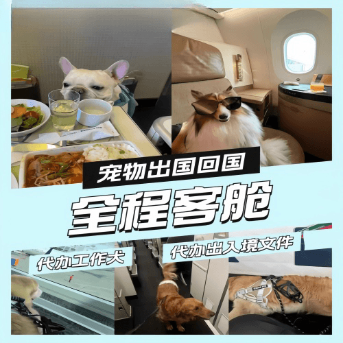 阜新市宠物托运到白俄罗斯宠物入境规定和要求